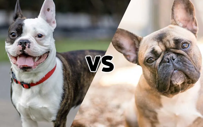 Compare Between Frenchton vs Frenchie