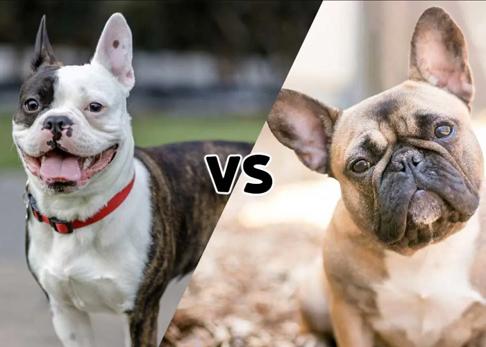 Compare Between Frenchtown vs Frenchie