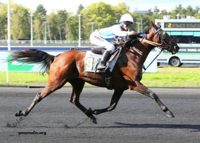 Dezcourse Couplé Incontournable (1)