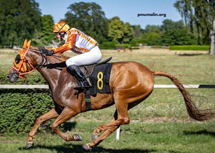 Le Cheval DE Base Incontournable