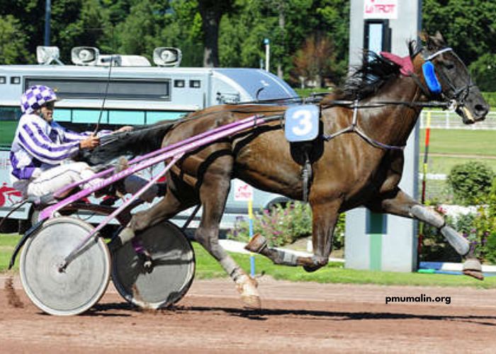 123 Milliardaire Turf