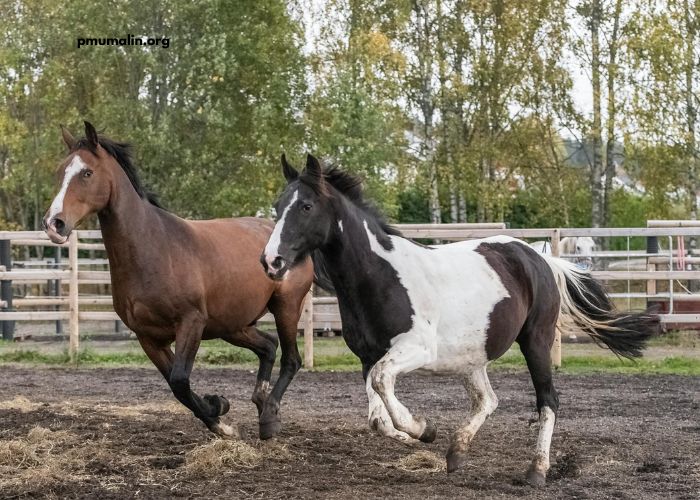 3 Chevaux Gagnant