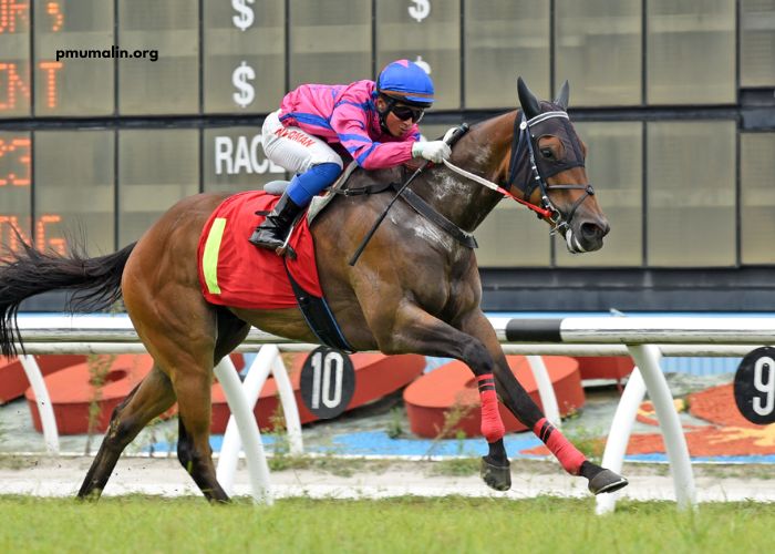 8 Chevaux Turf Magique (3)