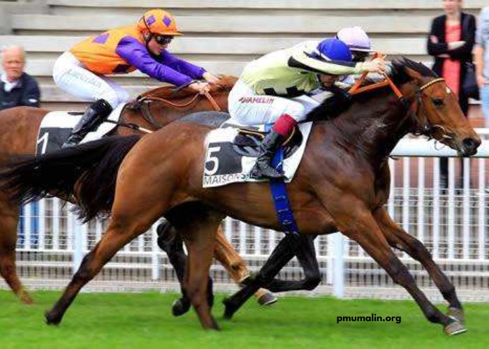 Canalturf Du Jour