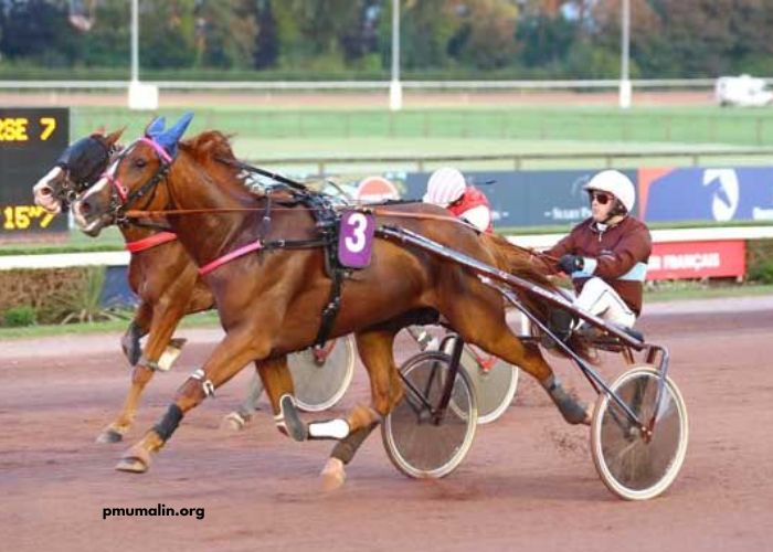 Geni Du Turf Vip