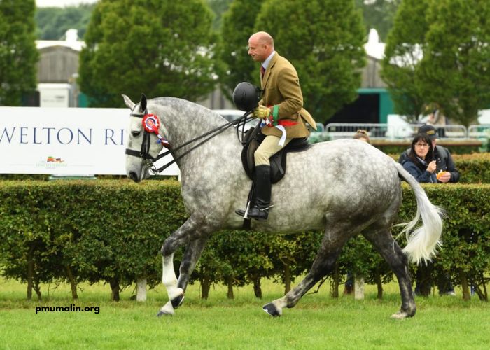 Good Hippique Turf