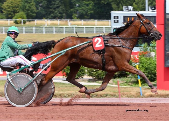 Le Gagnant Turf